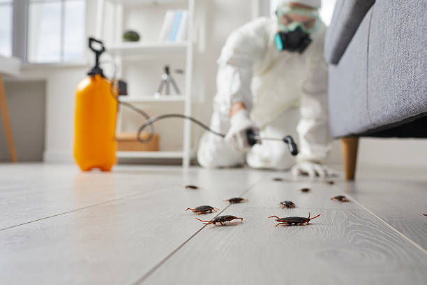 Commercial Kitchen Cockroach Control in Grapevine